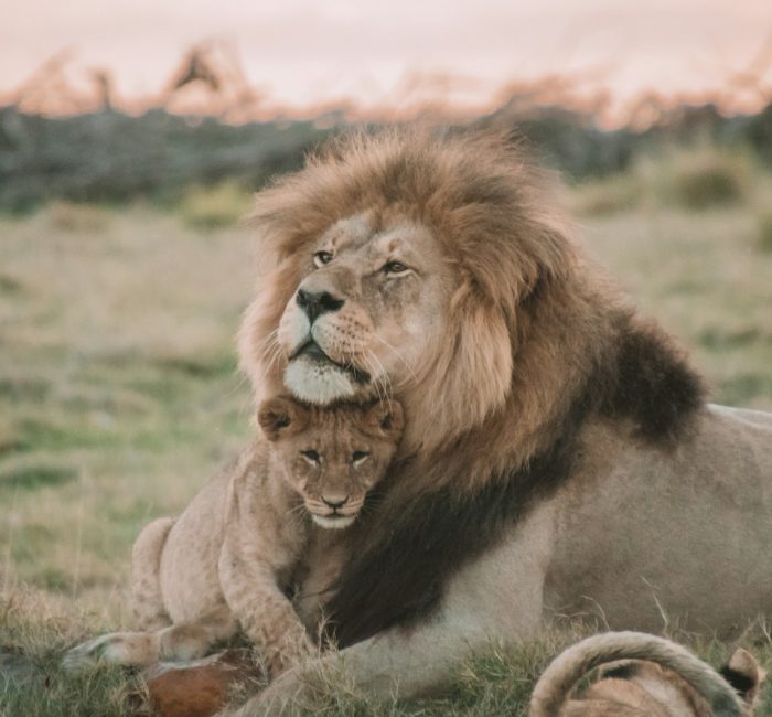 brown lion lying on green grass during daytime