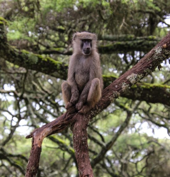 monkey on tree branch during daytime